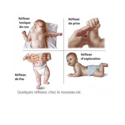 Qu&rsquo;est-ce que l&rsquo;IMP et les r&eacute;flexes archa&iuml;ques ?